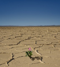 Desert bloom